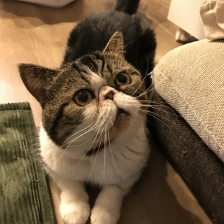 エキゾチック2歳の男の子の家族募集❗️