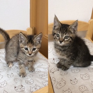 仲良し兄妹ロコくんモコちゃん2ヶ月