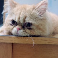 ぎょうざ