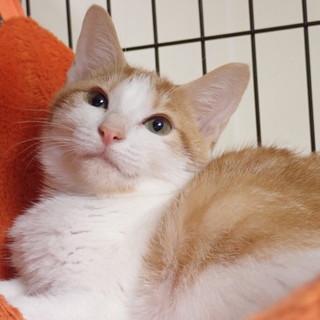 珍しい茶白の女の子！キラちゃん☆約４ヶ月