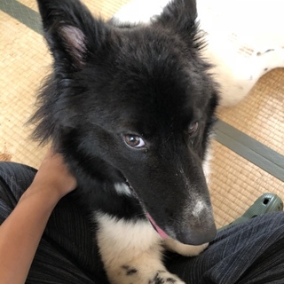 妻にアレルギーが出たため募集