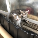 2匹の子猫  1カ月半位