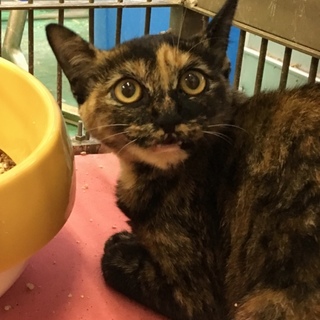 幼さの残るサビちゃん２匹収容