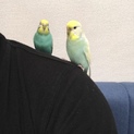 セキセイインコ♀2羽の里親募集