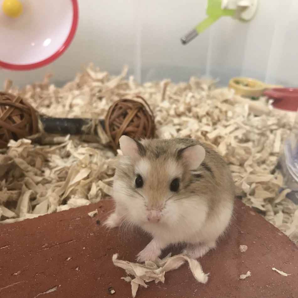 しぃ☆のカバー写真