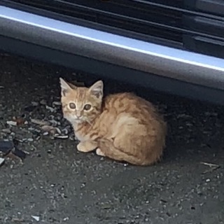 子猫の、里親募集
