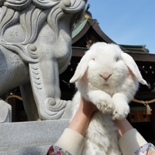 ホーランドロップのルビーアイ