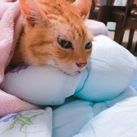 りょうた