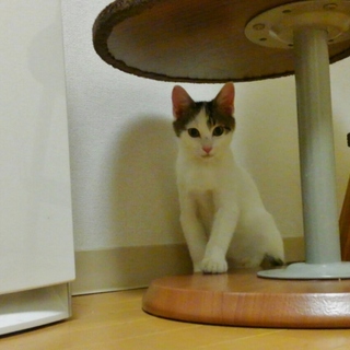 恥ずかしがりやの男の子