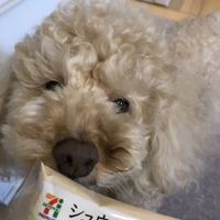 シュー