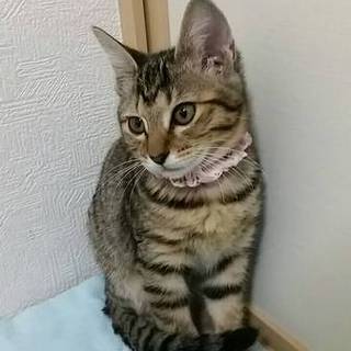 里親さん、決定しました。ありがとうございます！