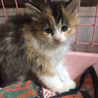 長毛＆短毛☆三毛姉妹ちゃん