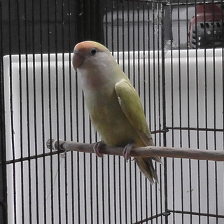 コザクラインコ