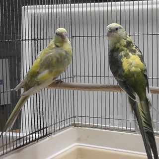 ビセイインコ　７羽