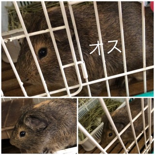 3月生まれのモルモットオス