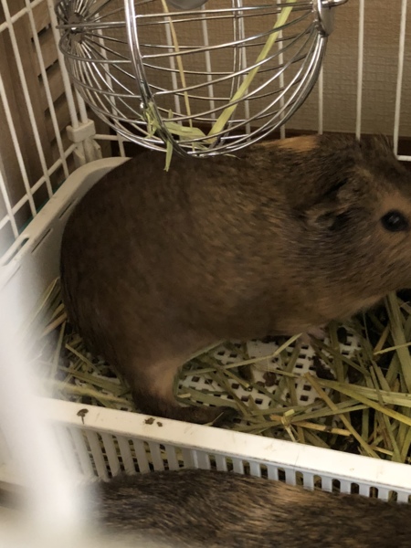 元気な6ヶ月のモルモット サムネイル2