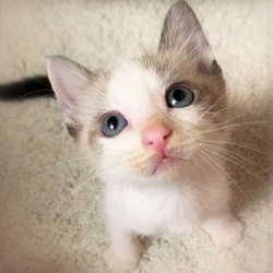 岐阜☆ひげの会ねこ譲渡会