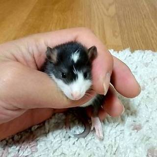 ファンシーラット里親募集！