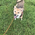 【急募】柴犬の里親さんを探してます