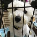 甘えん坊わんこです