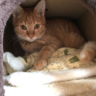 地域猫現場遺棄の茶トラの男の子