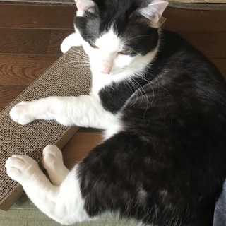 【急募】預かり猫です。2月末に保健所行き。