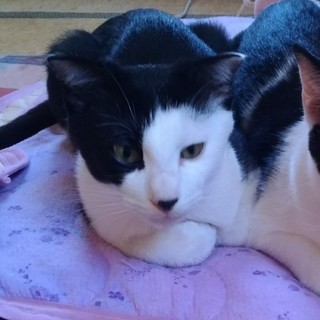 穏やかでフレドリーな性格の子猫