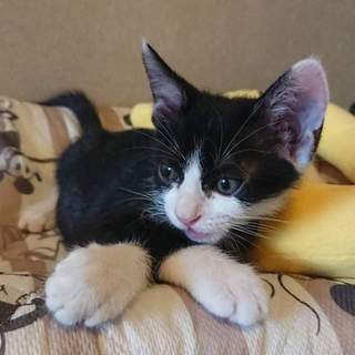 ハチワレちびねこ