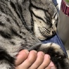 なつ
