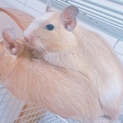 仲良し双子のデグーちゃん