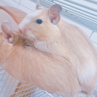 仲良し双子のデグーちゃん