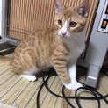 里親探しています