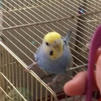 あお