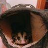 ムラサキ忍者
