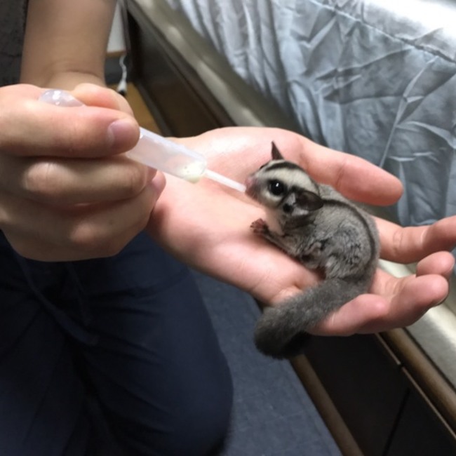 ムラサキ忍者のカバー写真