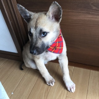 里親決定しました。