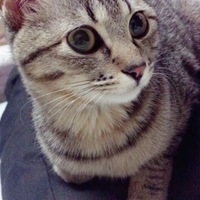 りんちゃん