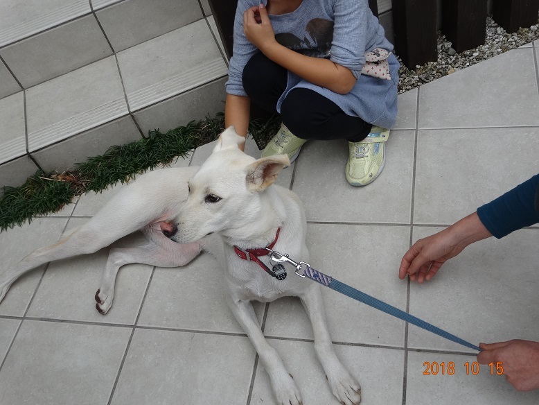 子供や小動物好きな優しい 愛知県 犬の里親募集 ペットのおうち 月間利用者150万人