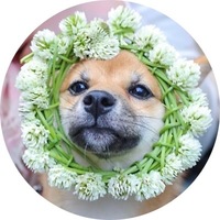 あんず
