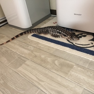 レッドデグーの女の子 