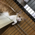俺様系猫のソラくん
