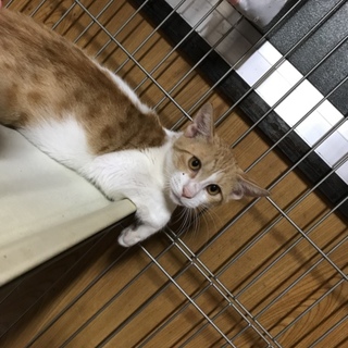 俺様系猫のソラくん