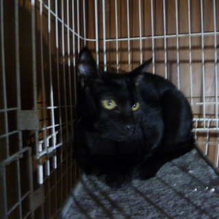 可愛い子猫、ミミちゃん避妊手術をしてお渡しします