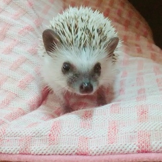 ハリネズミ♂里親募集です