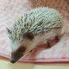 ハリネズミ♂里親募集です サムネイル2