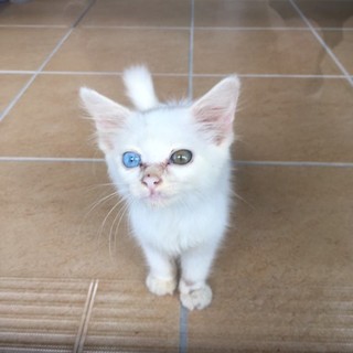 オッドアイの仔猫保護しました！！