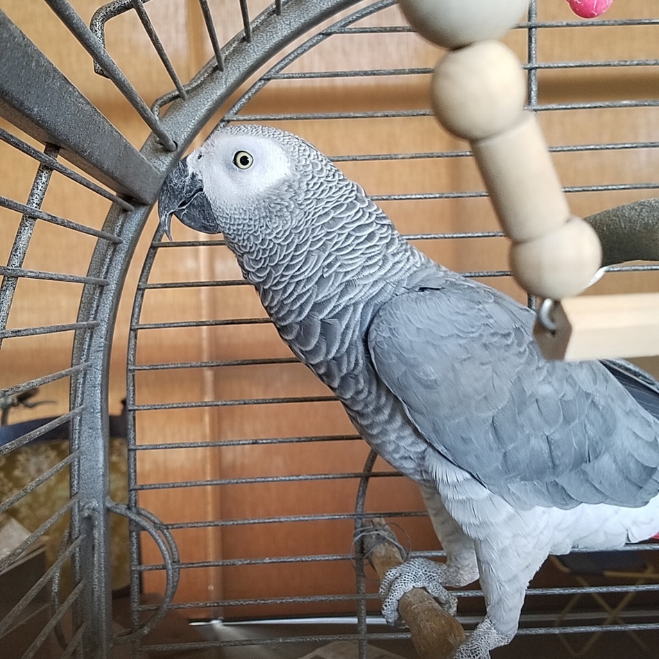 ぴーのカバー写真