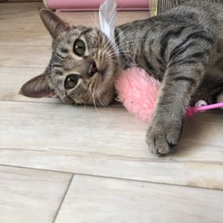 セブンデイズ譲渡相談会 サムネイル3