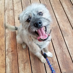 セブンデイズ譲渡相談会 サムネイル2