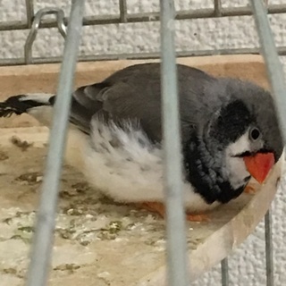 錦華鳥(キンカチョウ)